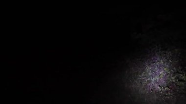 Geceleri ormanda parlayan el feneri.