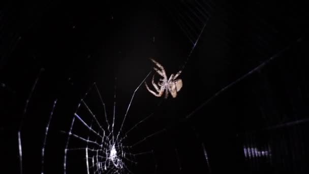 Spindel Som Snurrar Ett Stort Nät Natten Skogen — Stockvideo
