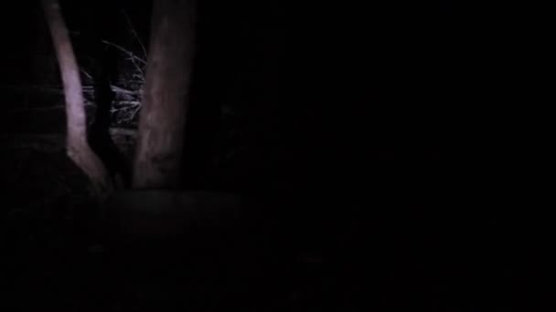 Паук Центре Большой Паутины Ночью Сияние Света — стоковое видео