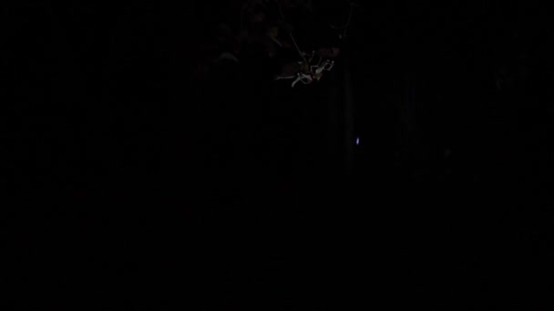 Pan Flashlight Shining Red Berries Tree Forest Night — Stock Video