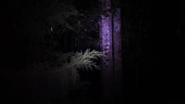 Φακός Που Λάμπει Στα Δέντρα Στο Δάσος Νύχτα — Αρχείο Βίντεο