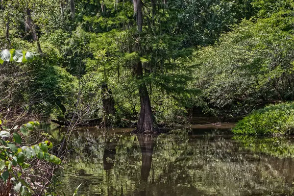Eine Ruhige Friedliche Fluss Und Naturlandschaft Ländlichen Georgien — Stockfoto