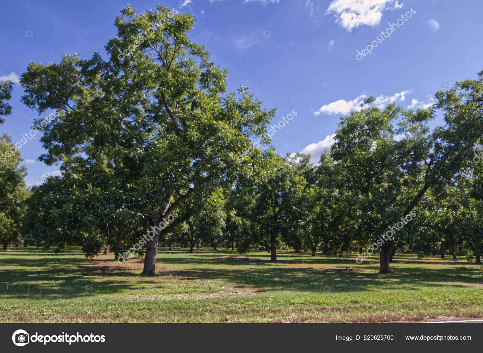 Pecan Tree Orchard Farm Rural Beautiful Day Stock Photo by