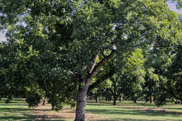 Close Pecan Baum Obstplantage Farm Ländlichen Georgien Einem Schönen Tag — Stockfoto