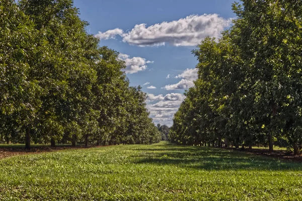 Terrain Éloigné Herbe Ferme Verger Pecan Dans Géorgie Rurale Par — Photo