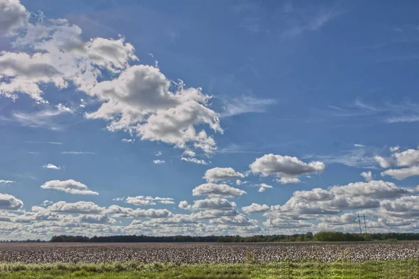 Cloudscapes Distantes Sobre Tierras Cultivo Algodón Georgia Rural Verano —  Fotos de Stock