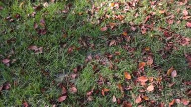 Kırsal Gürcistan 'da çimen ve sonbahar yaprakları