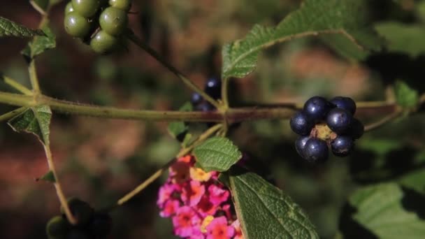 マクロビューピンクの花の枝に黒と緑の果実 — ストック動画