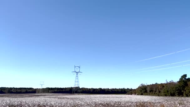Pan Una Plantación Algodón Torres Eléctricas Cielo Azul Claro — Vídeo de stock
