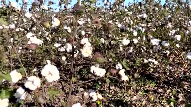 Tilt Reveal Cotton Plantation Clear Blue Sky Fall Rural Georgia — Stock Video