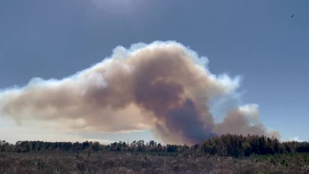 Pan Eines Kontrollierten Waldbrandes Rauchwolken Aus Der Ferne — Stockvideo