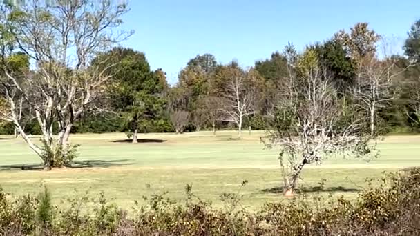 Pan Campo Golf Día Despejado Cielo Desenfocado Fal — Vídeos de Stock