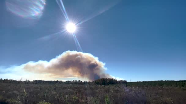 Blick Auf Große Rauchwolken Bei Kontrolliertem Waldbrand — Stockvideo