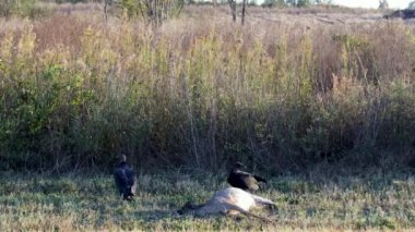 Ülkede birden fazla Akbaba ve ölü geyik var.