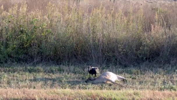 Avvoltoio Cervo Morto Sul Ciglio Della Strada Nel Paese — Video Stock