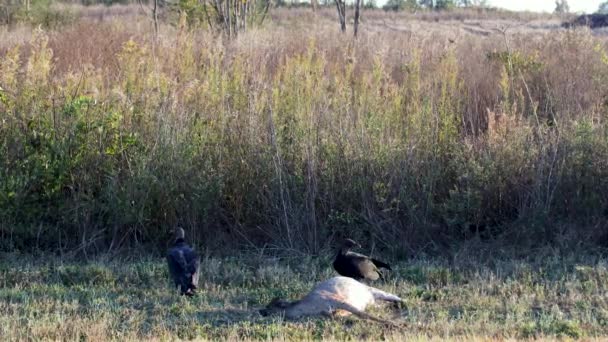 Avvoltoi Multipli Cervi Morti Sul Ciglio Della Strada Nel Paese — Video Stock