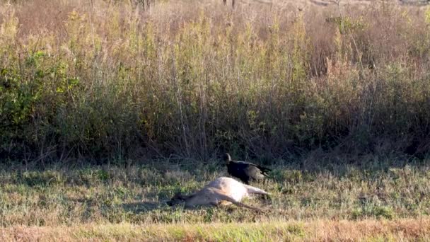 Avvoltoio Cervo Morto Sul Ciglio Della Strada Nel Paese Autunno — Video Stock