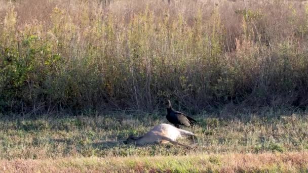 田舎の道の脇に二匹のハゲワシと死んだ鹿 — ストック動画