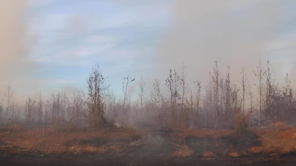 Burke County Usa 123 Orman Yangını Dumanı Tüten Orman Yangını — Stok video