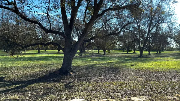 Huerto Árboles Pecan Georgia Del Sur — Foto de Stock