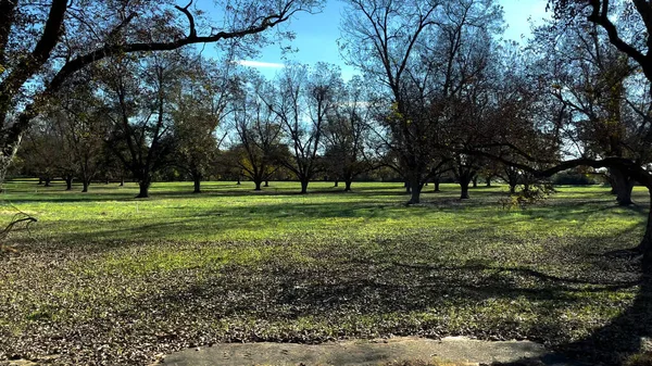 Padella Laterale Una Piantagione Alberi Noci Pecan Georgia Del Sud — Foto Stock