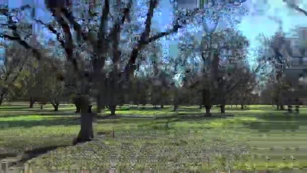 Pekándiós Gyümölcsös Ültetvény Oldalsó Lapja Dél Grúziában — Stock videók