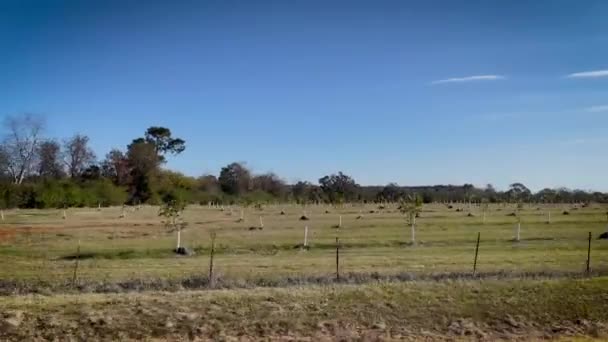 Patelnia Boczna Plantacji Sadów Orzechowych Georgii Południowej Jesienią — Wideo stockowe