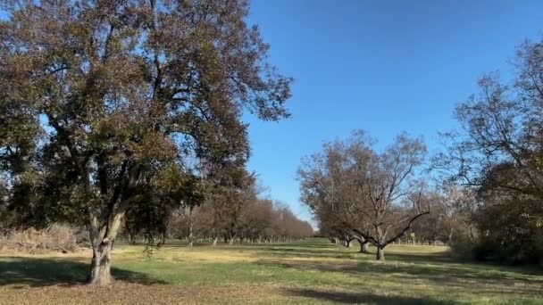 Листья Дующие Ветру Ореховых Деревьев Плантационном Саду Сельской Местности Джорджии — стоковое видео