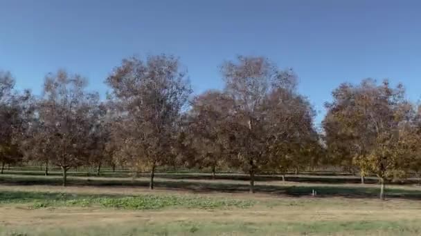 ジョージアの田舎の果樹園の若いペカンの木のパン美しい空 — ストック動画