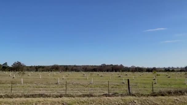 秋の美しい青空の背景にあるサウスジョージアのピーカンツリー果樹園のプランテーション — ストック動画