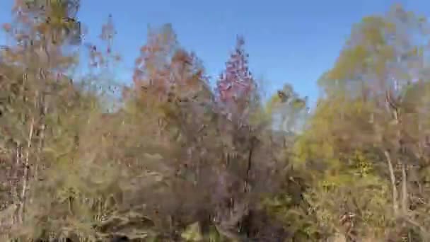 Panorama Des Forêts Des Pâturages Géorgie Rurale — Video