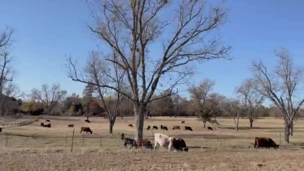 ジョージアの農村部の牧草地での牛の放牧のパン — ストック動画