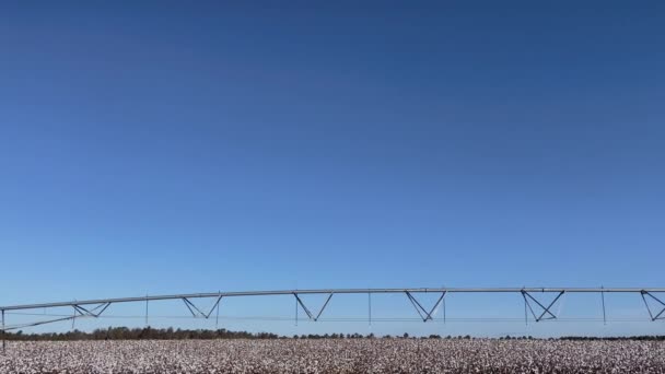 Große Baumwollplantage Und Bewässerungssystem Ländlichen Georgien Herbst — Stockvideo