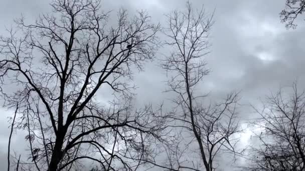 不気味なシーンハゲタカは冬に木に飛んで浸透します — ストック動画