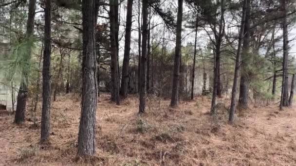 Pan Viejas Ruinas Bloques Espeluznantes Bosque Olvidado — Vídeos de Stock