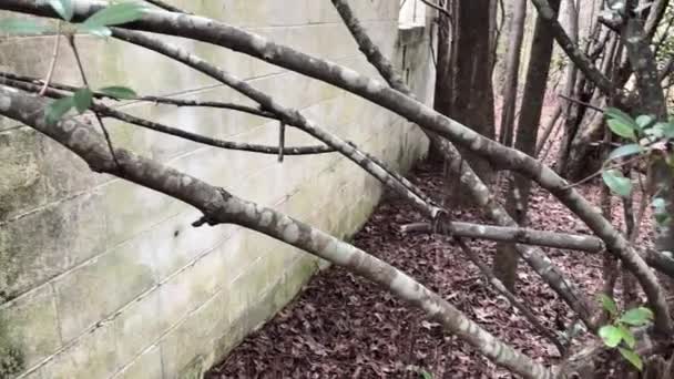 Pan Old Spooky Overgrown Block Ruins Forest Forgotten Tree Growing — Stockvideo