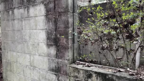 Pan Viejas Ruinas Bloques Espeluznantes Bosque Árbol Olvidado Creciendo Una — Vídeos de Stock