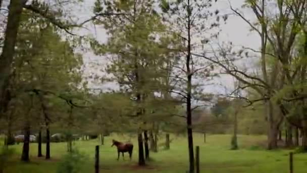 Horses Looking Back Field Old Barn Beautiful Landscape — Video