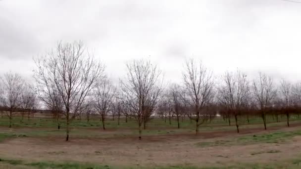 Pan Baby Pecan Trees Plantation Rural Georgia — Stock videók