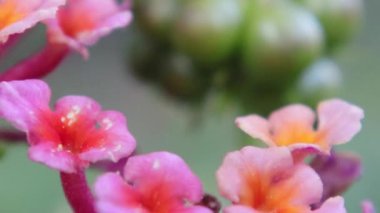 Renkli kırmızı ve sarı bokeh çiçekleri olan bir daldan sarkan yeşil böğürtlen grubu.