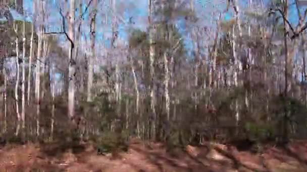 Passing Trees Dirt Road Pan Road Perspective Rural Georgia — Stock Video