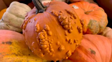 Perakende satış mağazasında sergilenen sert görünümlü balkabakları.