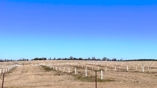 Burke County Usa Georgia Landschaft Pfanne Mit Pekannussbäumen Plantage Babybäume — Stockvideo