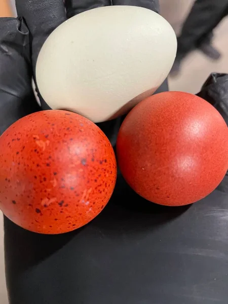 Augusta Usa Huevos Naturales Color Rojo Anaranjado Blanco —  Fotos de Stock