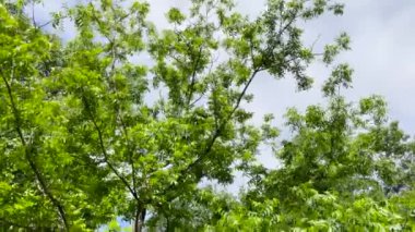 Yazın esen yapraklara bakıyorum Georgia kırsalında yeşil yeşil yapraklar.