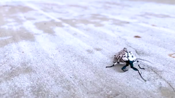 Grovetown Usa Black Spotted White Moth Crawling Camera Pavement — стоковое видео