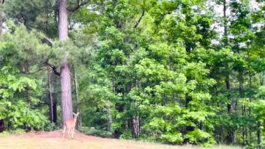 Burke County, Ga USA - 05 18 22: A deer standing on a hill runs in to forest in rural Georgia