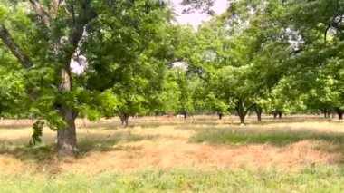 İlkbaharda fındık ağacı fidanlığı Rüzgarda savrulan yemyeşil ağaçlar