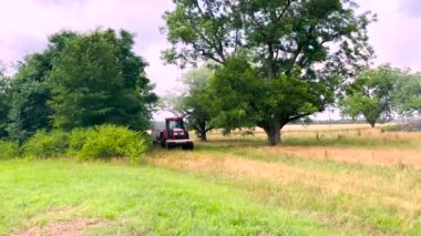 İlkbaharda fındık ağacı fidanlığı. Rüzgarda esen gür ağaçlar. Böcek öldürücü traktör. 