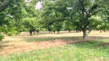 İlkbaharda fındık ağacı fidanlığı. Rüzgarda sallanan yemyeşil ağaçlar. Kırsal Georgia manzaralı. 